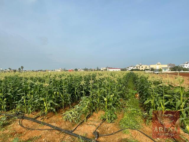Land for sale in Sotira – photo 7