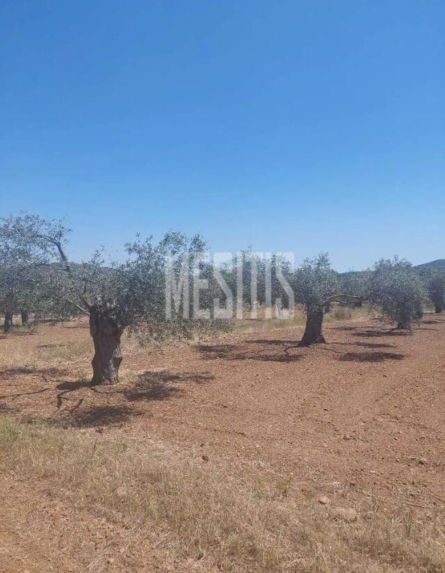 plot-6ffed74c-0479-4dc1-87bc-33db6e0c9091_Wtr.jpg